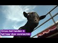 Volop voedsel voor dieren circus Bolalou, maar gemis applaus blijft