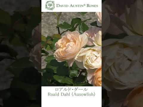 低木バラ「ローゼンシュタット・フライジング」 植物