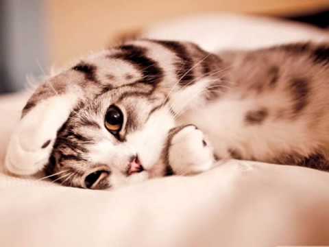 so real- Dania Nassar