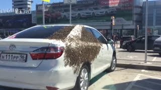 Рой пчёл, облепивших