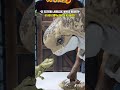 A Mí Si Me Gustó ️‍ Comedyvideos Dinosaurios Parati Viralvideo Comedia Humor