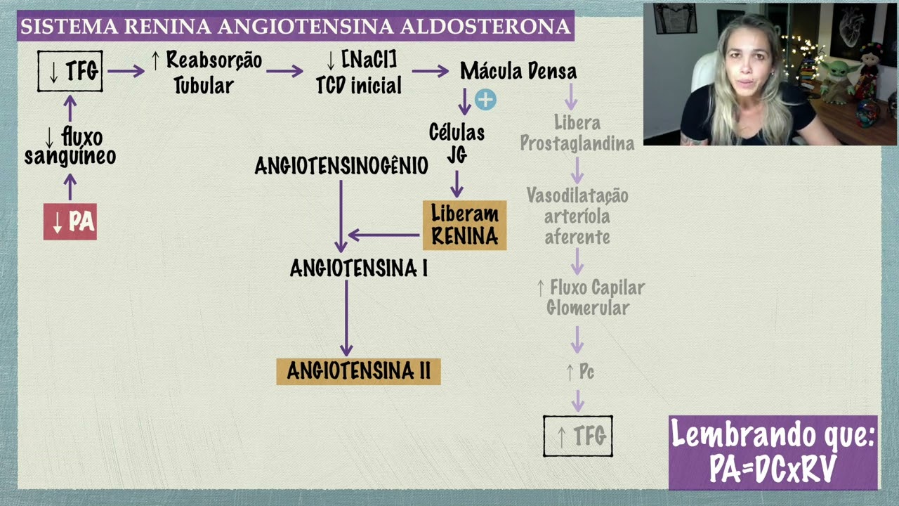 Sistema Renina Angiotensina Aldosterona