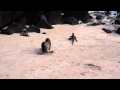 Baby Sea Lion Chases Marine Iguana