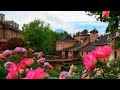 Roses In My Hometown Lake Kawaguchi Music Forest Museum And Oishi Park