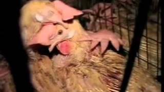 Propagandhi - Purina Hall of Fame (sub español)