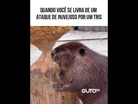 #AnimaisDublados #Memes