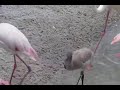 Baby Greater Flamingo At Animal Kingdom Lodge