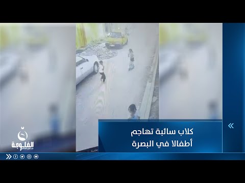 شاهد بالفيديو.. "حذاري ثم حذاري" وحوش سائبة ومفترسة تهاجم أهالي البصرة