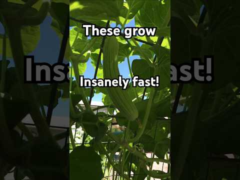 Armenian Cucumbers: Hidden Garden Secrets! #cucumber #vegetablegarden #gardening
