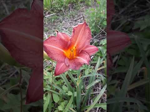 園芸 シトリン ヘメロカリス