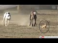 Greyhound Coursing Race 2021 Dog Chasing Rabbit Greyhounds