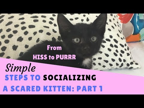 From Hiss to Purrr - Steps to Socializing a Scared Kitten - Part 1