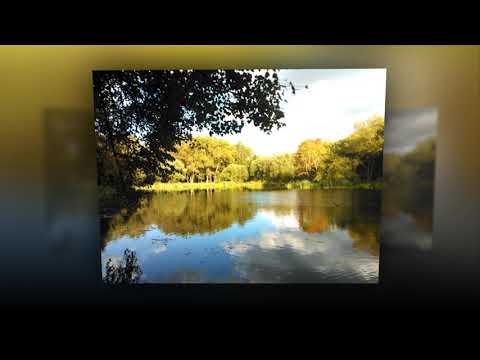 Danutė Neimontaitė - Juodalksnių pavėsy