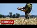 Why Does The World Need Grain To Be Shipped From Ukraine BBC News
