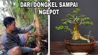Download lagu Dari Dongkel Sampai Ngepot (Bonsai Serut Bogel) mp3