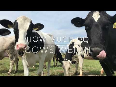 , title : 'How Much Do Cows Weigh'