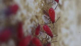 Jadera Haematoloma – Red Shouldered Bugs – Free Stock Footage – HD