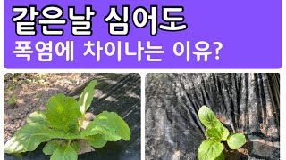 폭염에 배추 자람상태가 차이 나는 이유?