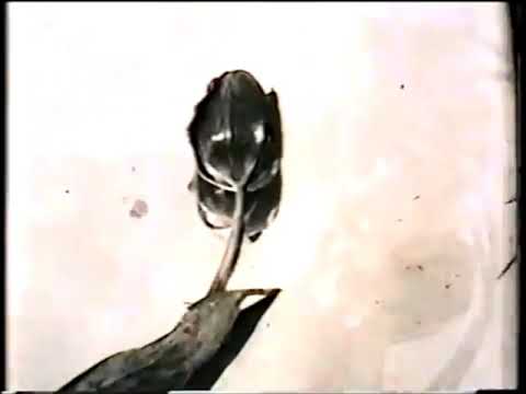 PRIMITIVE KNOT - A FOREST (The Cure)