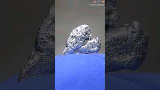 Download lagu Diver Finds Rare Platinum Nugget! #platinum #fyp mp3 Download lagu Diver Finds Rare Platinum Nugget! #platinum #fyp mp3