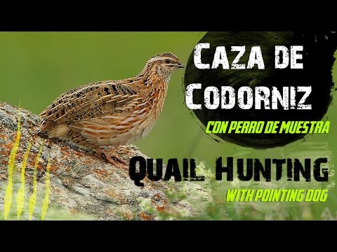 CAZA de CODORNICES con Kai #2 | QUAIL HUNTING | HD