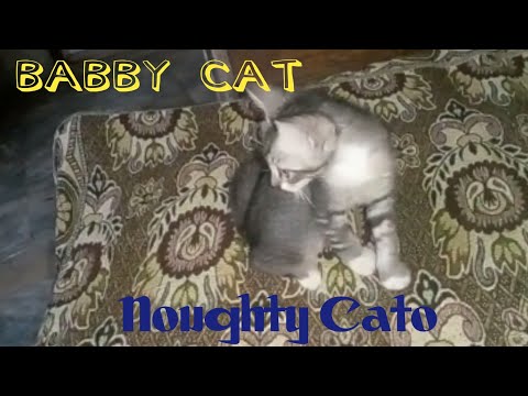Babby Cato | Noughty Babby Cat | Beautiful Cat | cute babby cato | mehfooz tv | lovely video | Babby