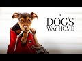 A Dog's Way Home (2023) Full Movie in English | Latest Hollywood Action Movie