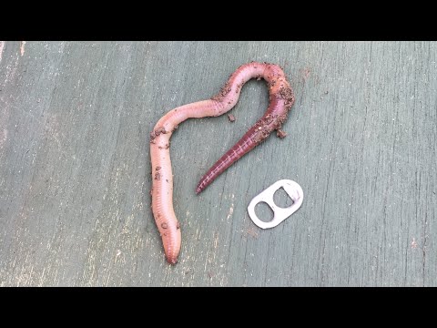 Worm farming + European nightcrawler timelapse