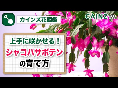 クリスマスサボテンを復活させる方法は？保存するために考慮すべき 8 つの要素  庭園