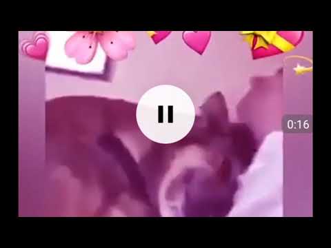 Animals bond with human