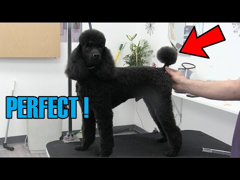 How To Brush Comb & Scissor A Perfect Poodle Tail !