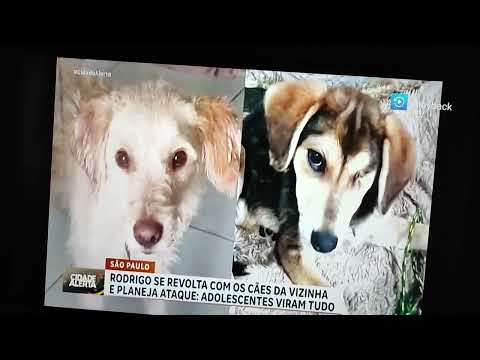 JUQUITIBA NO CIDADE ALERTA CASO DA CACHORRA AMORA MAUS TRATOS .