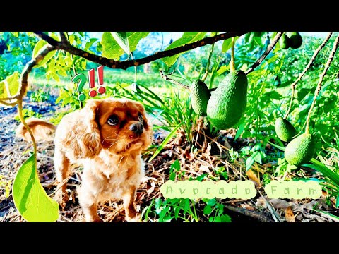 Discovered Avocados? Our Dogs Went Camping At Wolvi Grove Farm