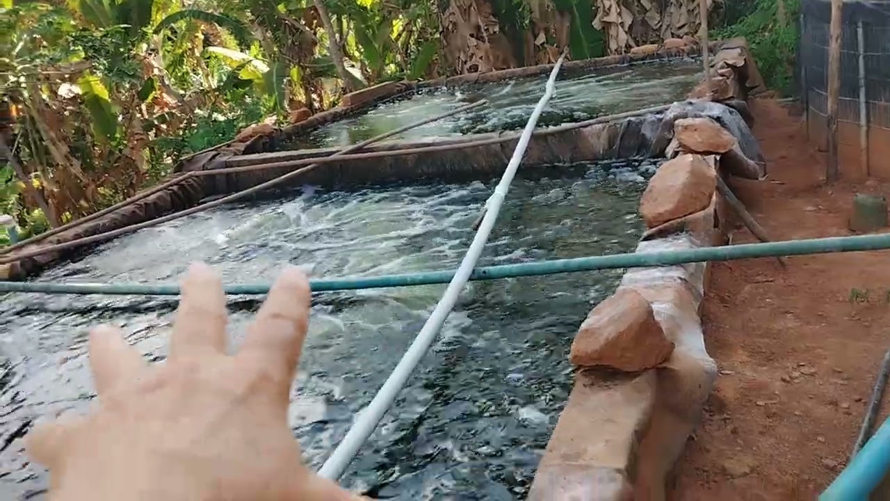 sistema de criação viável, tilápias,filtragem eficiente, peixe saudável