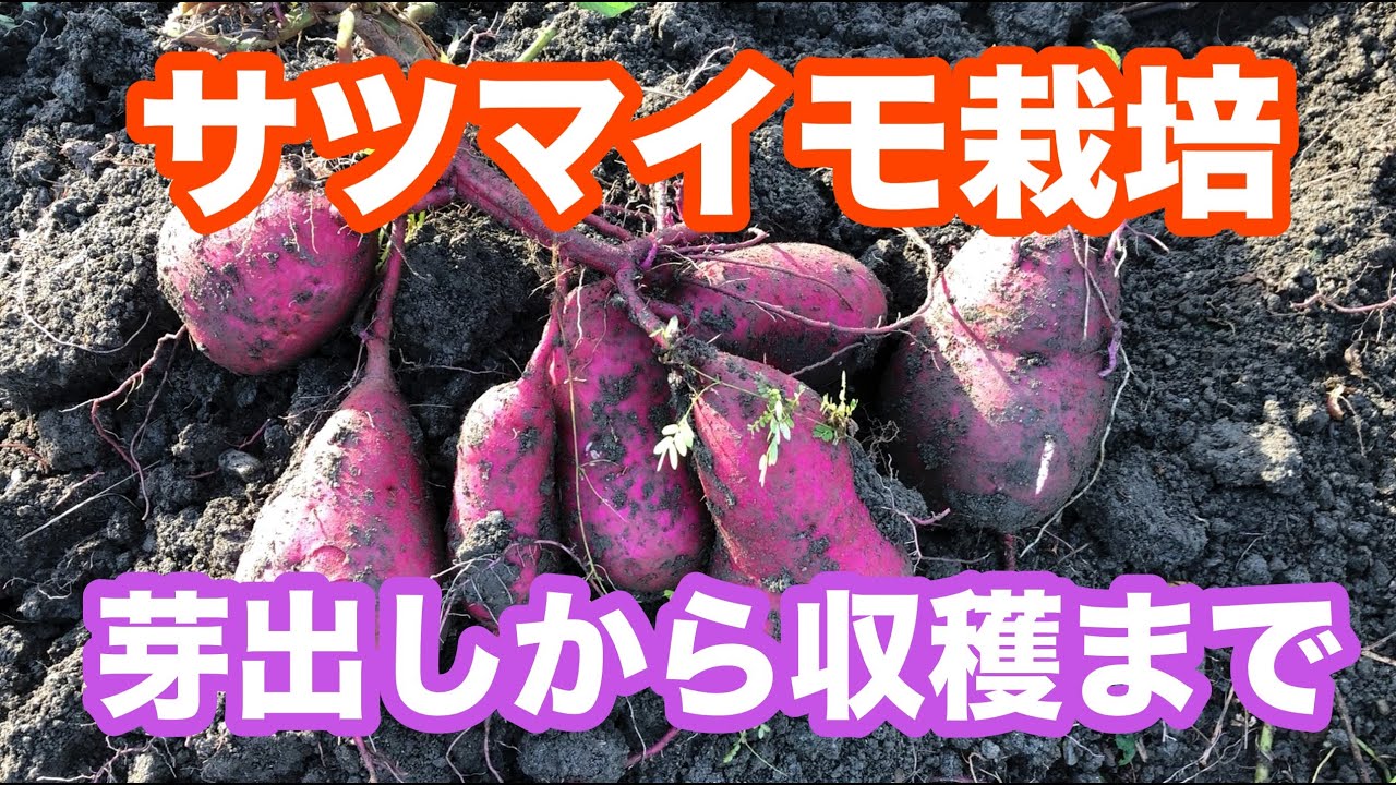 サツマイモの芽出しから収穫までの237日間の記録