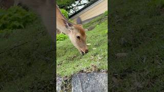#鹿さんの食レポ #奈良の鹿 #奈良市 #動物 #癒し