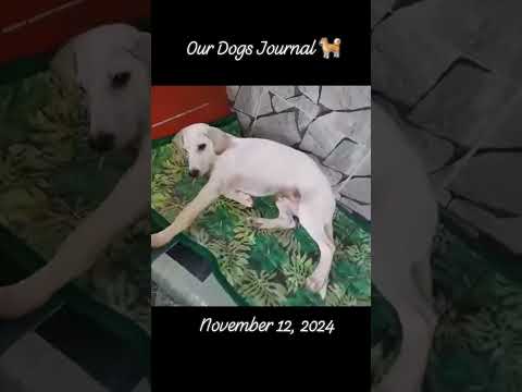#111224 #ourdogsjournal #oneofourdogs #dog #dogs #dogsday #dogsvideo #dogshorts #dogslife (2)