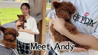 Andy has brown nose, is he cute?| 还不来看看棕色鼻头的泰迪宝宝？这是飞耳吗？