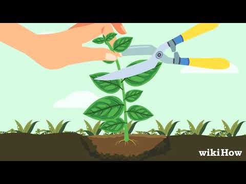 バジルの収穫方法