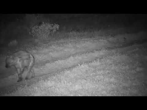 Djuma: Hyena with stubbed tail-known as Ribbon - 20:01 - 08/19/2023
