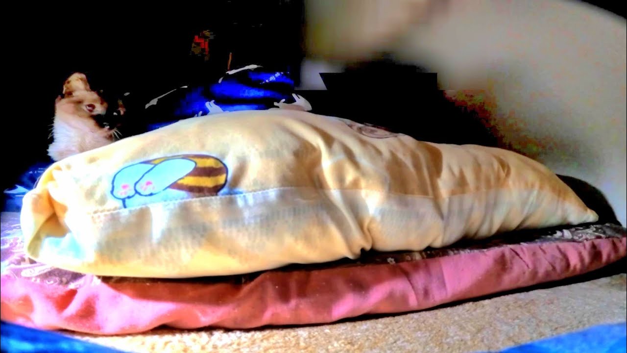 【故シャムエ🐈四十九日】亡くなる前日にシャムエからの最後のメッセージ🤧＋α映像