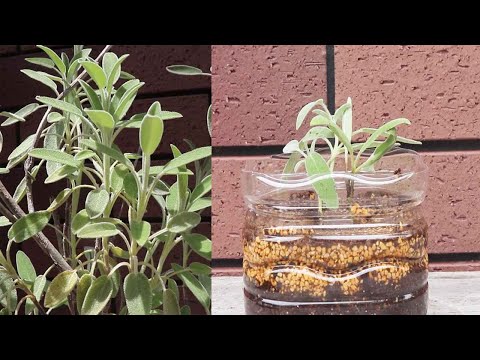 ステップセージ 植物