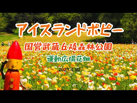 アイスランドポピー 植物