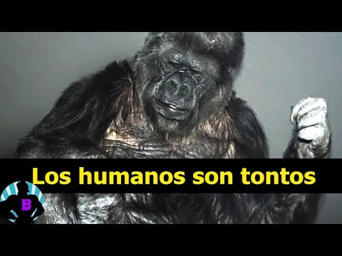 3 Animales que hablaron y dejaron tristes mensajes a la humanidad