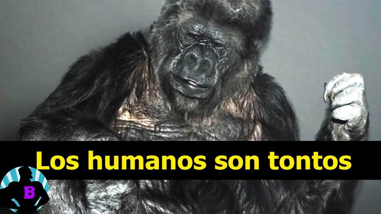 3 Animales que hablaron y dejaron tristes mensajes a la humanidad