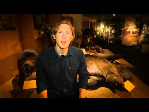 Bringing back the mammoth - decoding extinct DNA