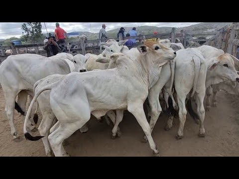 Feira de gado em São João-Pe 20-10-2025 muito gado na feira 
