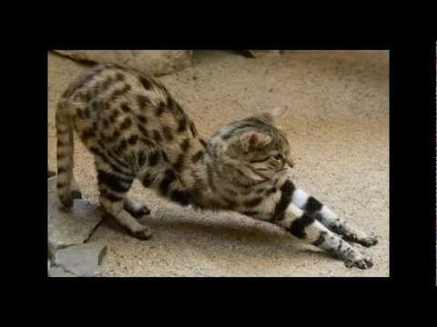 The Black-footed Cat: Africa's Smallest Wild Cat