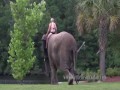  Sin determinar - Elefante y Perra: Bubbles y Bella mejores amigos