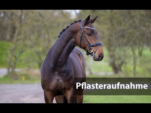 H24 Special-Auction Helgstrand Dressage Summer Opening Pflastervideos - 15 Treldegards Shallow